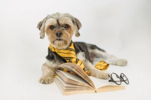 hond met boek