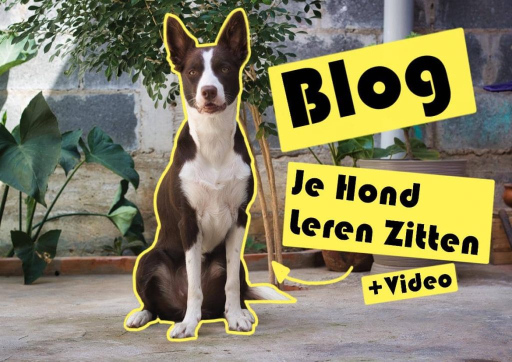 hond-leren-ziiten-blog