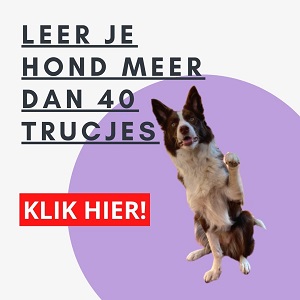 banner-dutch-trick-dogs